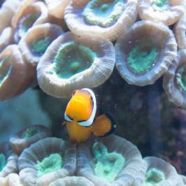 Sea Life Aquarium