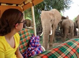Elephant Watch Camp & Safaris
