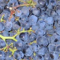 Buttonwood Farm Winery & Vineyard