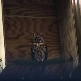 Cascades Raptor Center