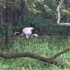 Japanese Crane Reserve