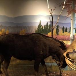 Cabela's