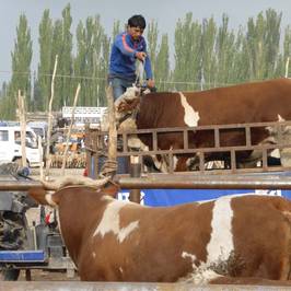 Kashgar Live Stock Market