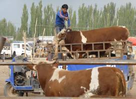 Kashgar Live Stock Market