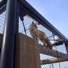 Asahiyama Zoo