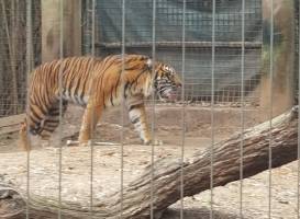 Cameron Park Zoo
