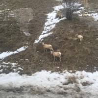 Wildlife Safari at Spring Creek Ranch - Private Trips