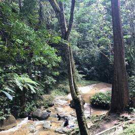 FRIM -Forest Research Institute of Malaysia