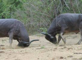 Wasgamuwa National Park