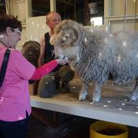 The Point Sheep Shearing Show