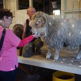 The Point Sheep Shearing Show