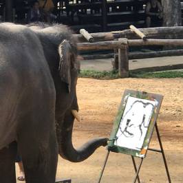 Maesa Elephant Camp
