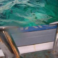 Gorgonia Diving