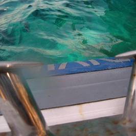 Gorgonia Diving