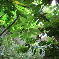 Collodi Butterfly House