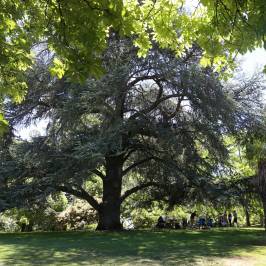 Wombat Hill Botanical Gardens