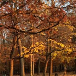 Neshaminy State Park