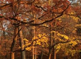 Neshaminy State Park