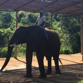 Elephant Whispers