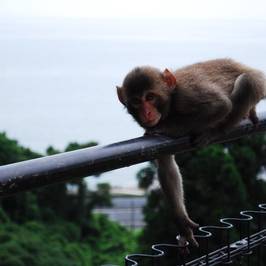 Takasakiyama Natural Zoo