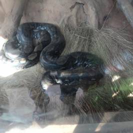 Nandankanan Zoological Park