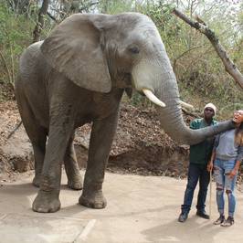 Elephant Sanctuary