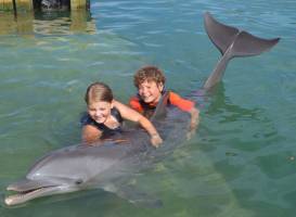 Dolphin Connection