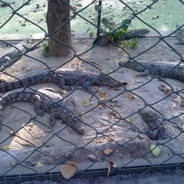 Lucknow Zoo