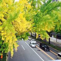 Sakura Avenue Lind with Ginkgo Tree