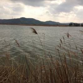 Yonago Waterbirds Sanctuary