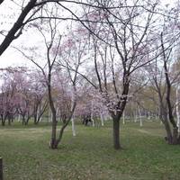 Makonai Park