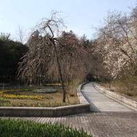 Handayama Botany
