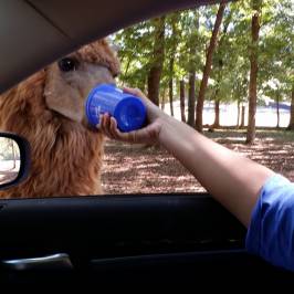 Cherokee Trace Drive-Thru Safari