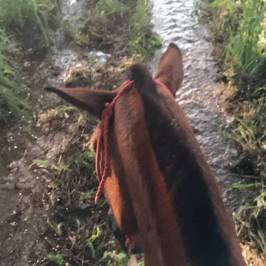 Pura Aventura