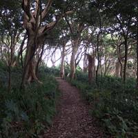 Oshima Whildwood Extensive Forest