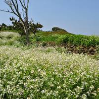 Mikunicho Seaside Nature Park