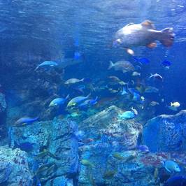 Oita Marine Palace Aquarium Umitamago