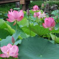 Aquatic Plants Garden Mizunomori