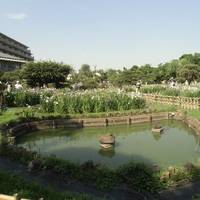 Horikiri Shobu Garden