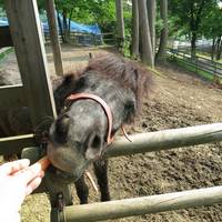 Toyama Family Park