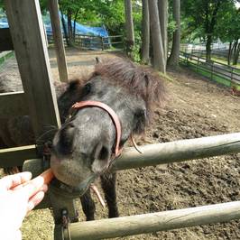 Toyama Family Park