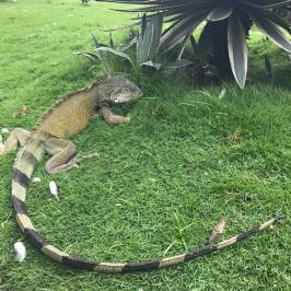 Parque de las Iguanas
