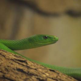 Perry's Bridge Reptile Park