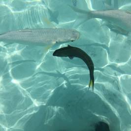 Piscine Naturelle