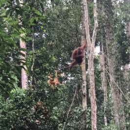 Semenggoh Nature Reserve