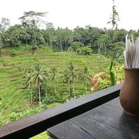 Tegalalang Rice Terrace