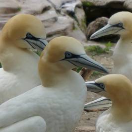 Zoo am Meer
