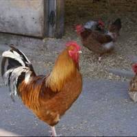 Dick Whittington Farm Park