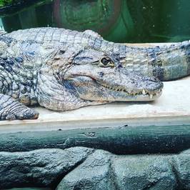 Amazona Zoo
