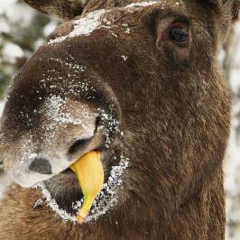 Moose Park Kybacka